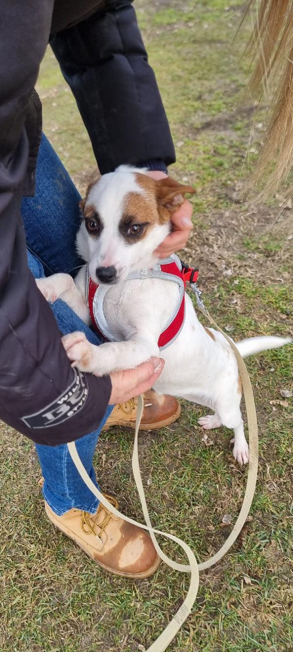 STELLA cucciola Foto 2